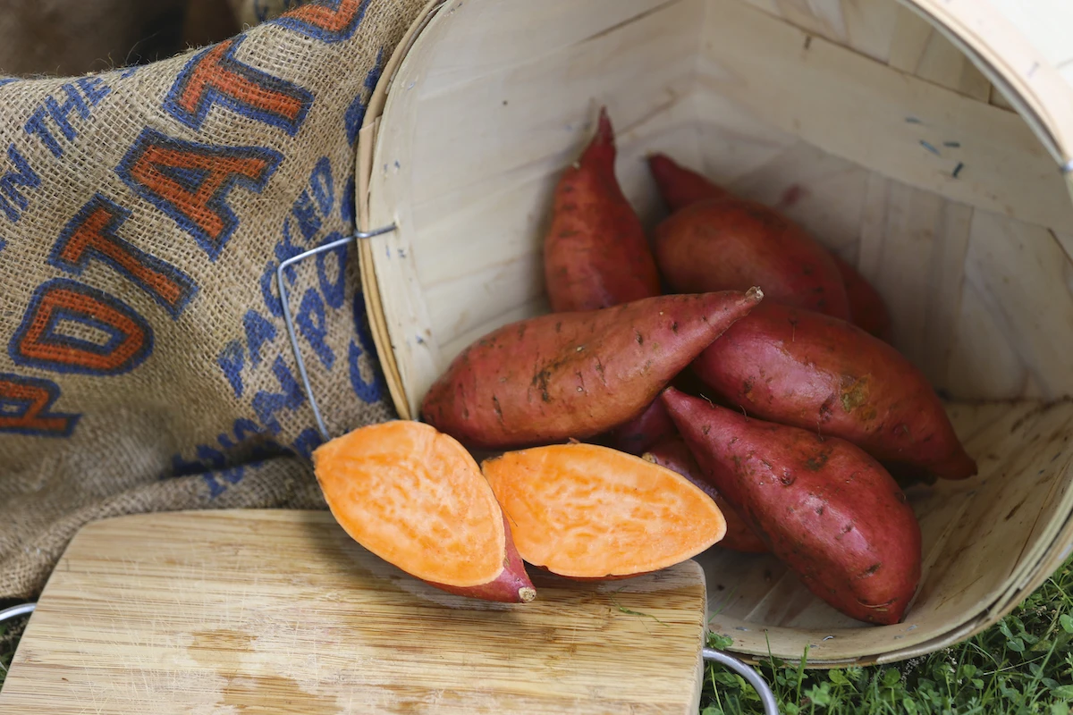 how far did sweet potatoes travel to georgia